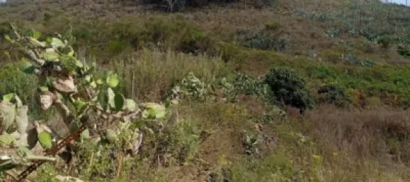 Terrain à San Cristobal de La Laguna, Spain No. 169533 4