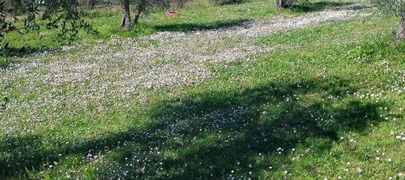 4000m² Land in Terricciola, Italy No. 49479 3
