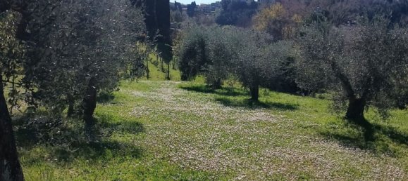 4000m² Land in Terricciola, Italy No. 49479 4