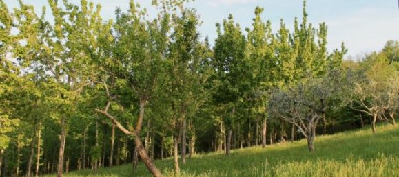 Grundstück in Sogliano al Rubicone, Italy 88000m², Nr. 253451 6