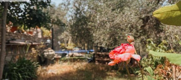 4غرفة منزل في San Bartolomeo al Mare, Italy رقم 36875 11