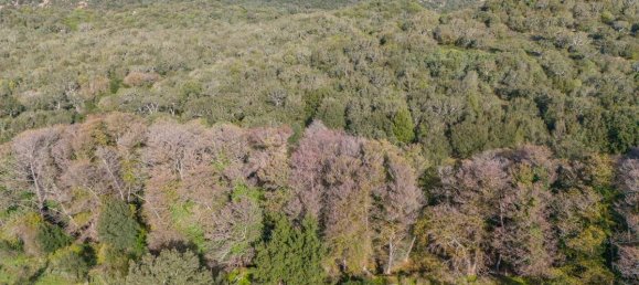 Terreno en San Teodoro, Italy 350000 m² No. 147384 15