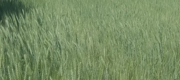 Terreno em Hagenbrunn, Austria 10433 m² N.º 194071 16