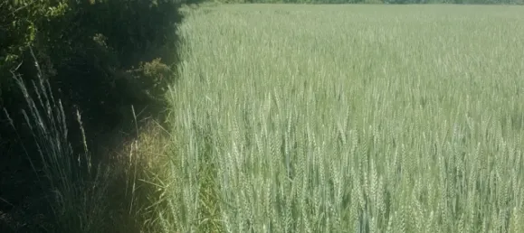 Terreno em Hagenbrunn, Austria 10433 m² N.º 194071 11