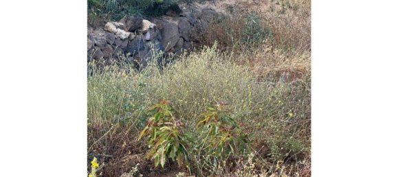 1 bedroom House in Fasnia, Spain No. 151978 19