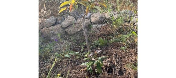 1 bedroom House in Fasnia, Spain No. 151978 9