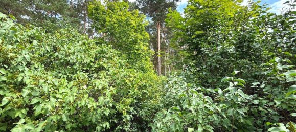 Terreno en Potsdam-Mittelmark, Germany No. 258560 9