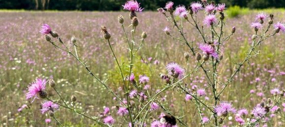 Terreno en Potsdam-Mittelmark, Germany No. 258560 10