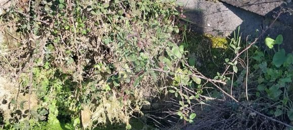 5000m² Land in Castelo Branco, Portugal No. 84240 2