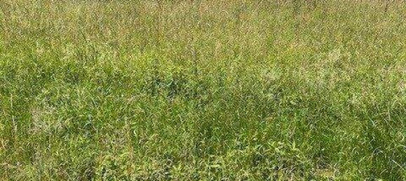 Земельный участок в Оберварт, Австрия № 242984 2