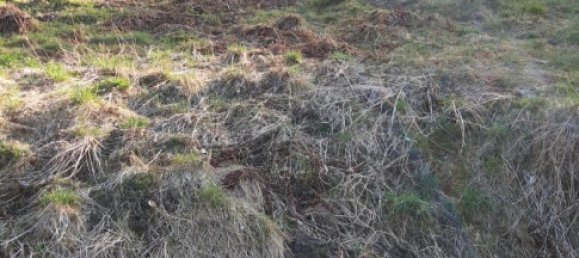  Land in Altenkirchen, Germany No. 335747 6