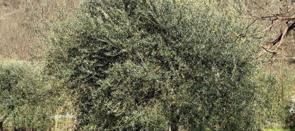 Grundstück in Calenzano, Italy 15000m², Nr. 146941 10