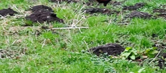  بناية في Viersen, Germany 300متر مربع رقم 137094 5