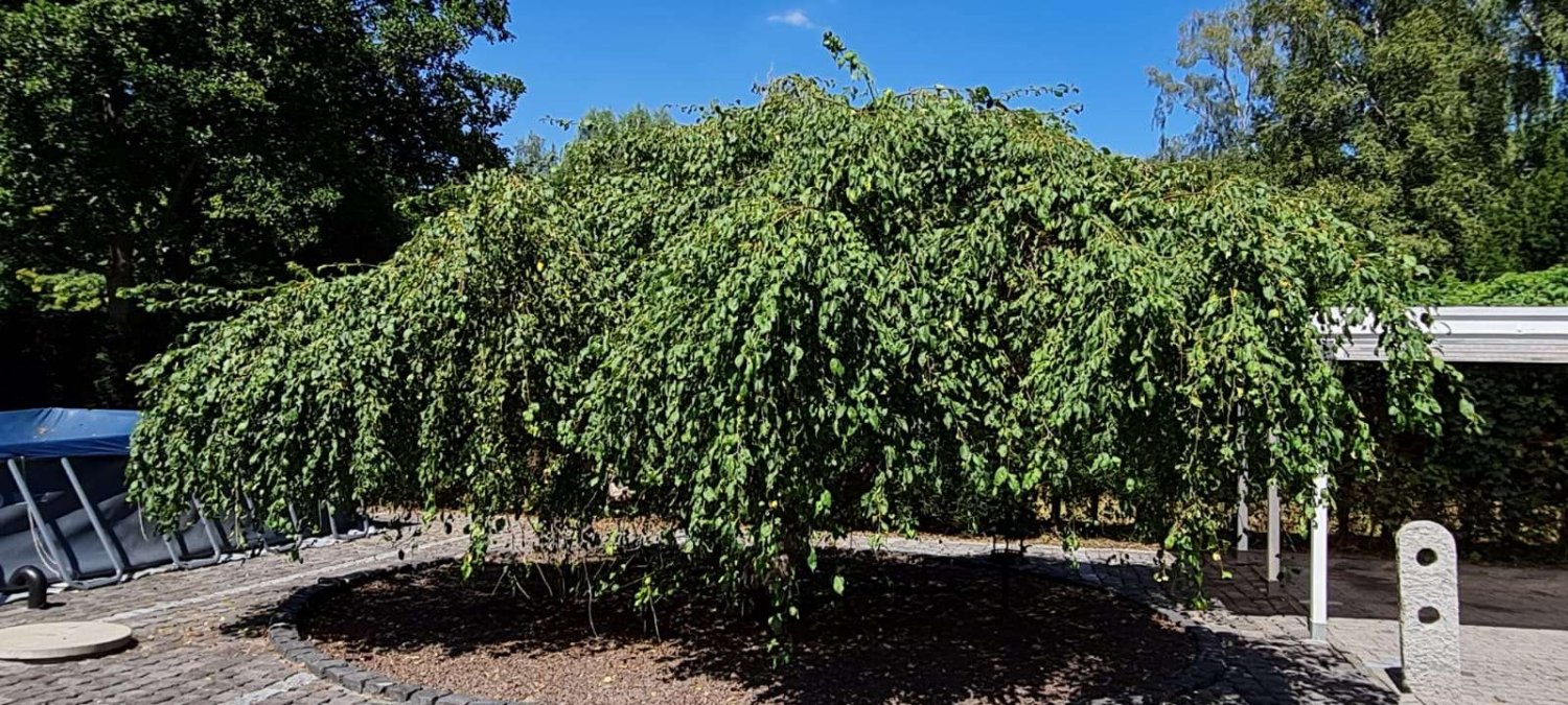  بناية في Viersen, Germany 300متر مربع رقم 137094