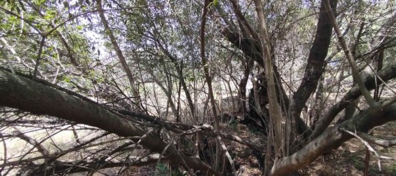 2800m² Land in Misterbianco, Italy No. 51228 75