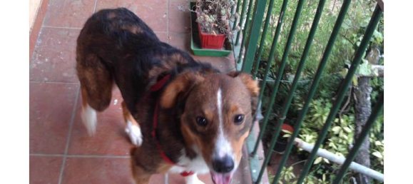 1 bedroom House in Netro, Italy No. 254113 7