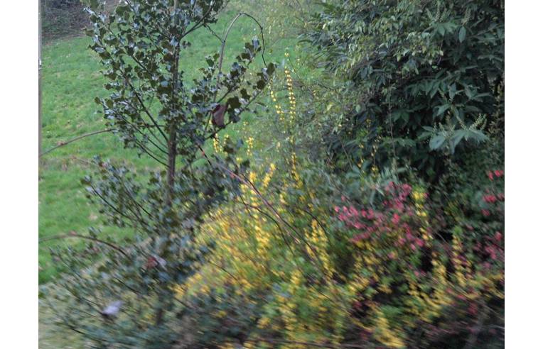 1 bedroom House in Netro, Italy No. 254113