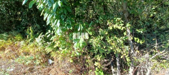 Grundstück in Espadanedo, Portugal 3400m², Nr. 50195 11