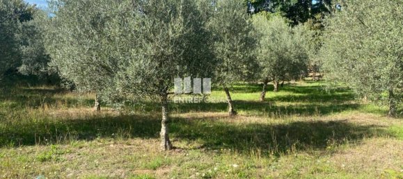 1260m² Land in Sao Cristovao de Nogueira, Portugal No. 55612 10