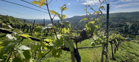 Terreno en Klosterneuburg, Austria No. 131809 6