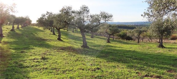 1 Schlafzimmer Haus in Vila Velha de Rodao, Portugal, Nr. 62577 4