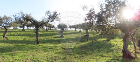 1 Schlafzimmer Haus in Vila Velha de Rodao, Portugal, Nr. 62577 5