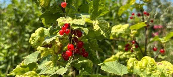  Land in Leipzig, Germany No. 289679 2