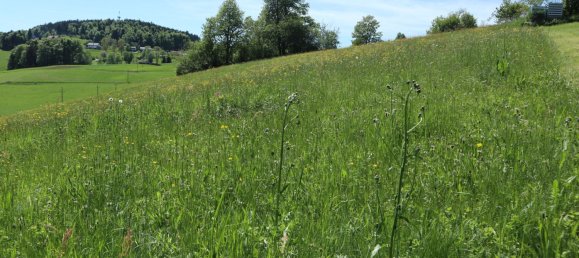  Land in Liebenau, Austria No. 26673 3