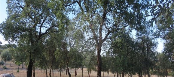 1 bedroom House in Sao Miguel de Acha, Portugal No. 69912 27