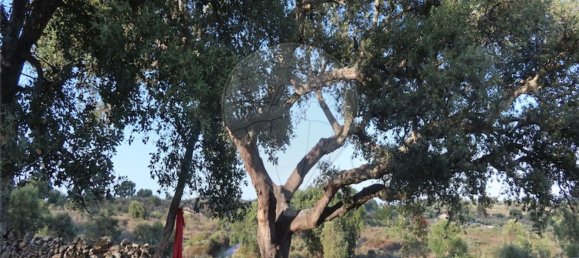 1 bedroom House in Sao Miguel de Acha, Portugal No. 69912 29