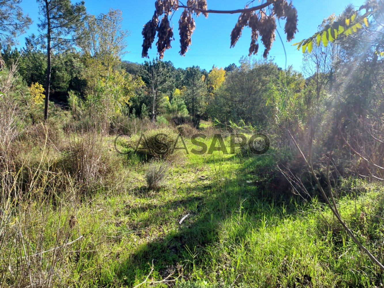  Land in Chamusca, Portugal No. 314603