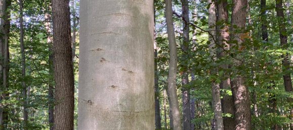 8-salle Villa à Gablitz, Austria No. 238846 5