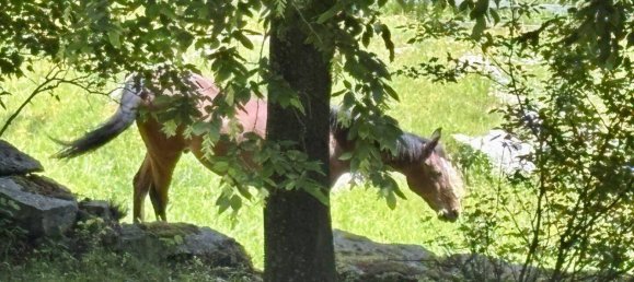 7-Zimmer Schlösser in Anger, Austria, Nr. 178699 16