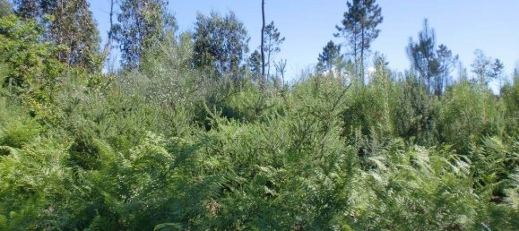 Grundstück in Meinedo, Portugal 7360m², Nr. 59940 3