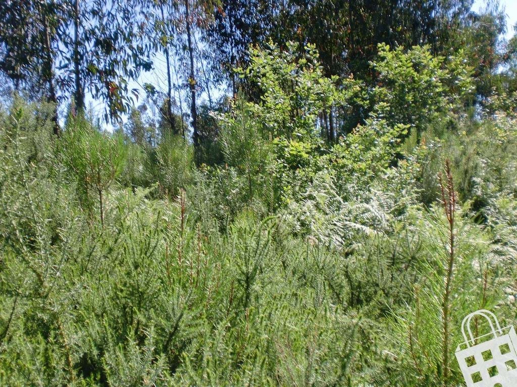 Grundstück in Meinedo, Portugal 7360m², Nr. 59940