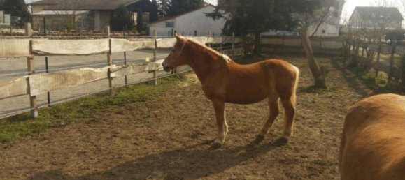 1 Schlafzimmer Bauernhof in Germersheim, Germany, Nr. 269485 7