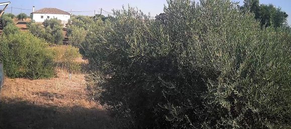 3 bedrooms House in La Carlota, Spain No. 167460 9