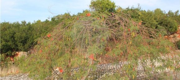 Grundstück in Pombal, Portugal 2270m², Nr. 77417 16