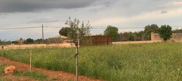 1 غرف نوم منزل في Binissalem, Spain رقم 156949 8