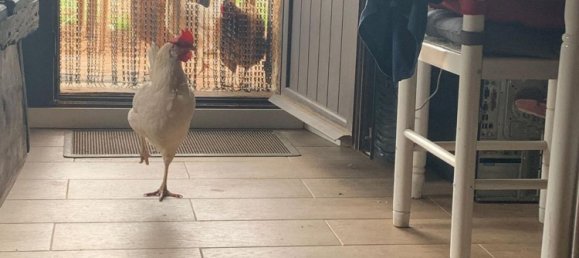 1 غرف نوم منزل في Binissalem, Spain رقم 156949 14