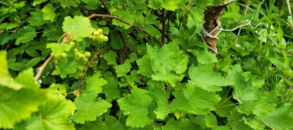 3 chambres Ferme à Greiz, Germany No. 218190 10