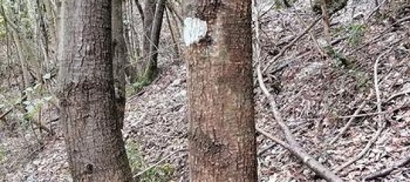 350000m² Land in Orsomarso, Italy No. 300958 3