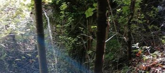 350000m² Land in Orsomarso, Italy No. 300958 4