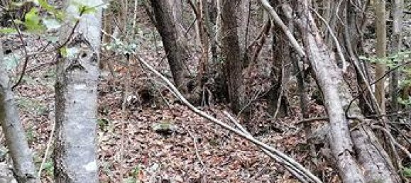 350000m² Land in Orsomarso, Italy No. 300958 6