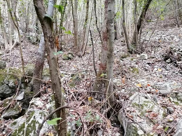 350000m² Land in Orsomarso, Italy No. 300958