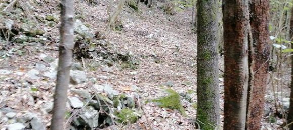 350000m² Land in Orsomarso, Italy No. 300958 5