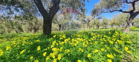 Terreno en Francavilla al Mare, Italy 12000 m² No. 55169 10