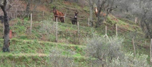 4-salle Maison à Massarosa, Italy No. 234410 11