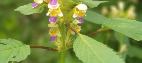 Terreno em Leipzig, Germany N.º 315383 14