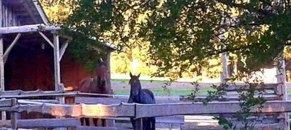 6 rooms House in St. Roman, Austria No. 142050 4